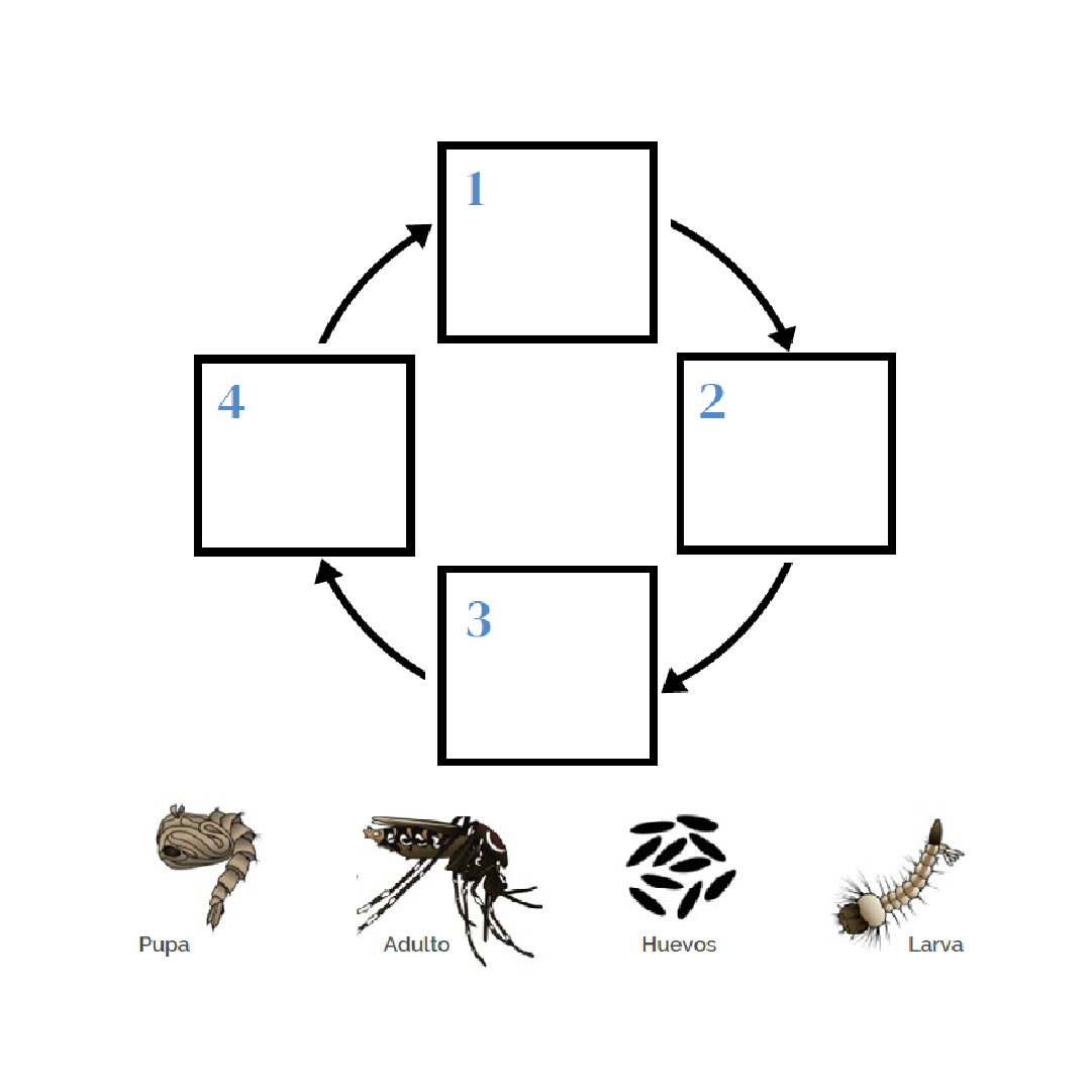 Ciclo vida_SABER